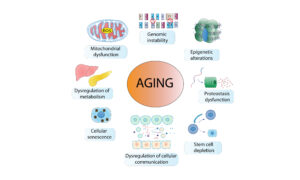 Hallmarks Of Aging
